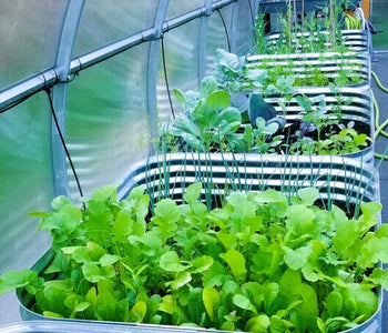 Growing double the amount of produce