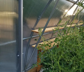 I love the greenhouse