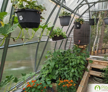A home for heat-loving vegetables
