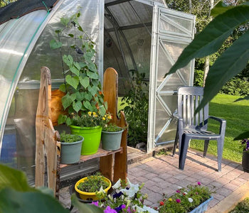 Herbs, flowers & tomatoes