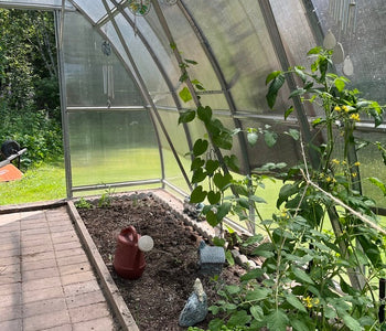 Herbs, flowers & tomatoes