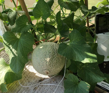 I love spending time in the Sungrow Greenhouse