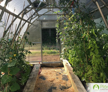 I love spending time in the Sungrow Greenhouse