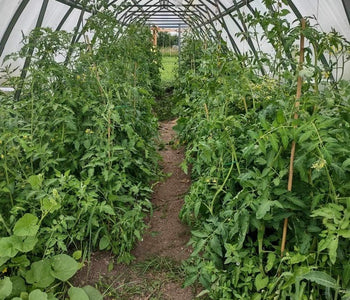 We produced over 100 kg of tomatoes