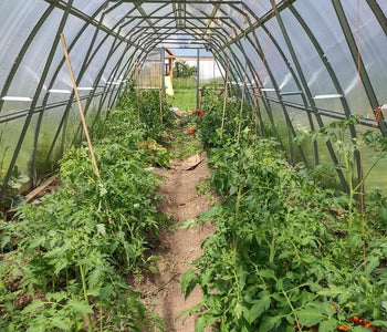 We produced over 100 kg of tomatoes