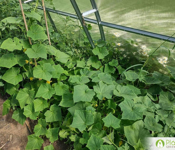 We produced over 100 kg of tomatoes