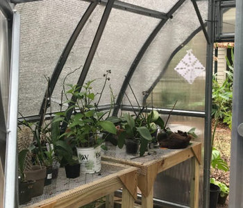 This greenhouse has been very therapeutic during the pandemic