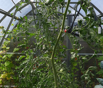 I really like this greenhouse...many of my visitors look at it and sure like it