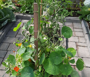 I really like this greenhouse...many of my visitors look at it and sure like it