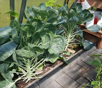 I really like this greenhouse...many of my visitors look at it and sure like it