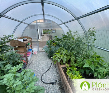 Watching vegetables thrive in the greenhouse