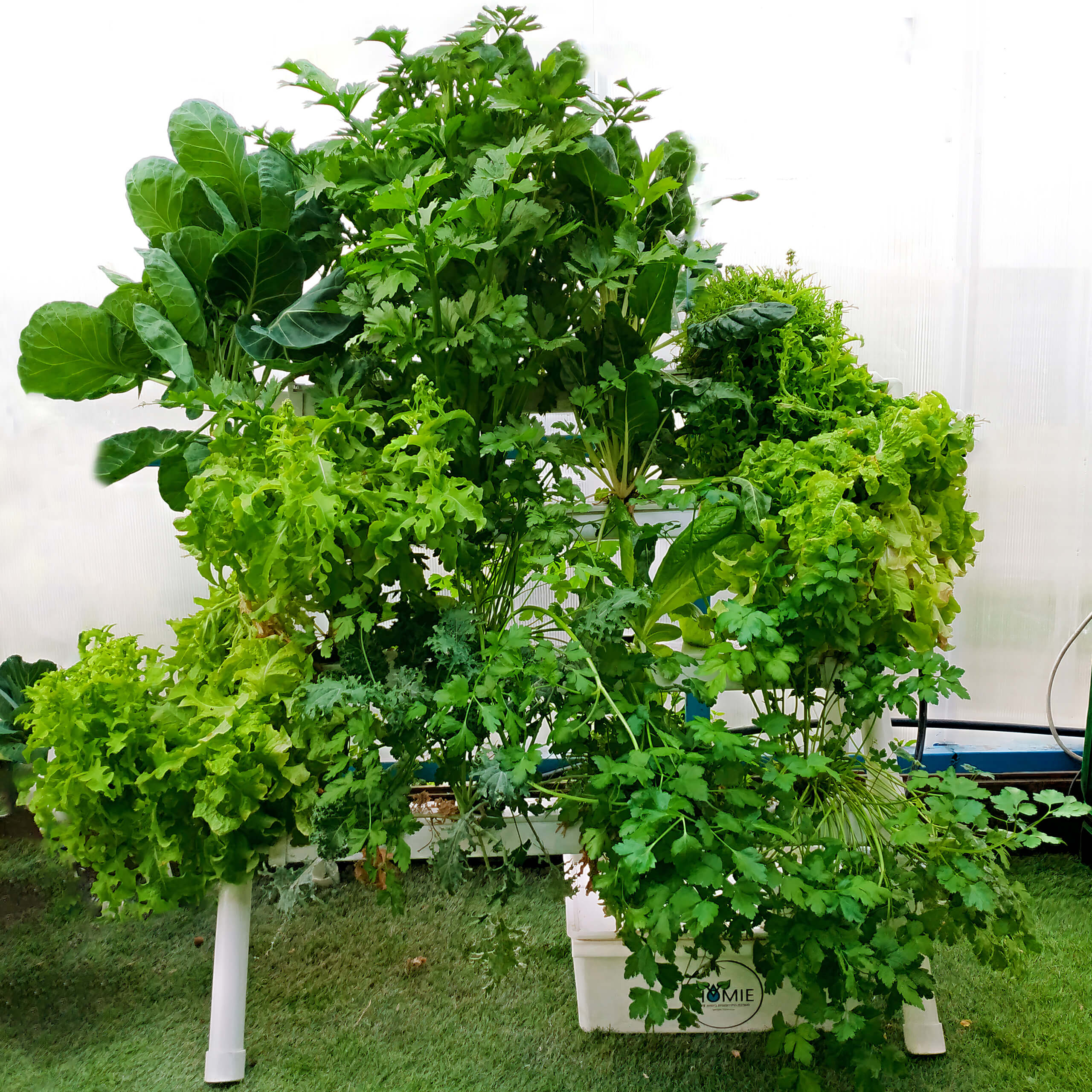 Curated visual reference: Hydroponic Dutch Bucket And Airponic Kits For Sale Indoor Gardening Photo Inspiration