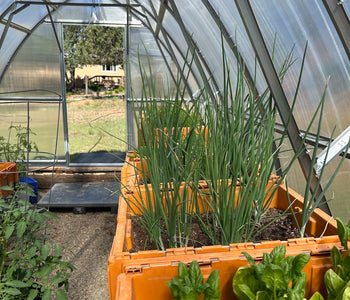 Making Gardening Easier with Raised Beds and the Sungrow 20