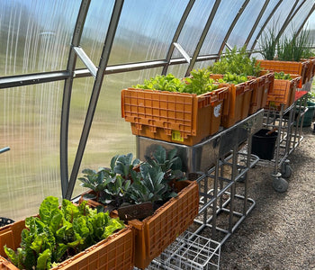 Making Gardening Easier with Raised Beds and the Sungrow 20