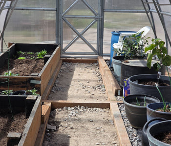 Growing Citrus, Figs, and Melons Beyond Utah’s Growing Zone