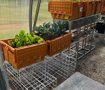 Making Gardening Easier with Raised Beds and the Sungrow 20