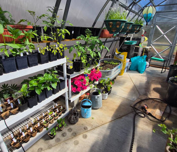 From Ordinary Gardening to Extraordinary Harvests with the Sungrow 20