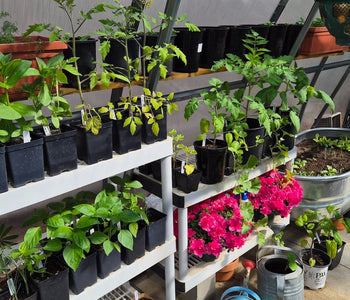 From Ordinary Gardening to Extraordinary Harvests with the Sungrow 20