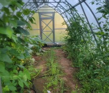 Fresh Tomatoes Into Winter in Michigan’s Upper Peninsula
