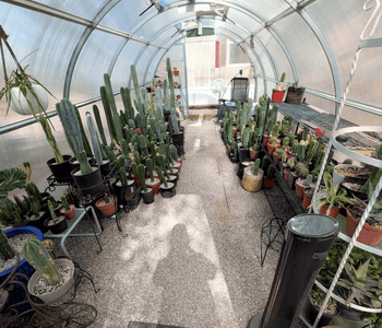 Creating a Year-Round Cactus Paradise
