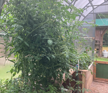 A Lifelong Dream Realized with the Sungrow 20 Greenhouse